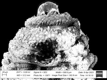 Media type: image;   Invertebrate Zoology 32029 Description: SEM image of specimen.;